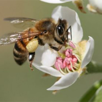 Méhek - Védőkörzet elrendelése